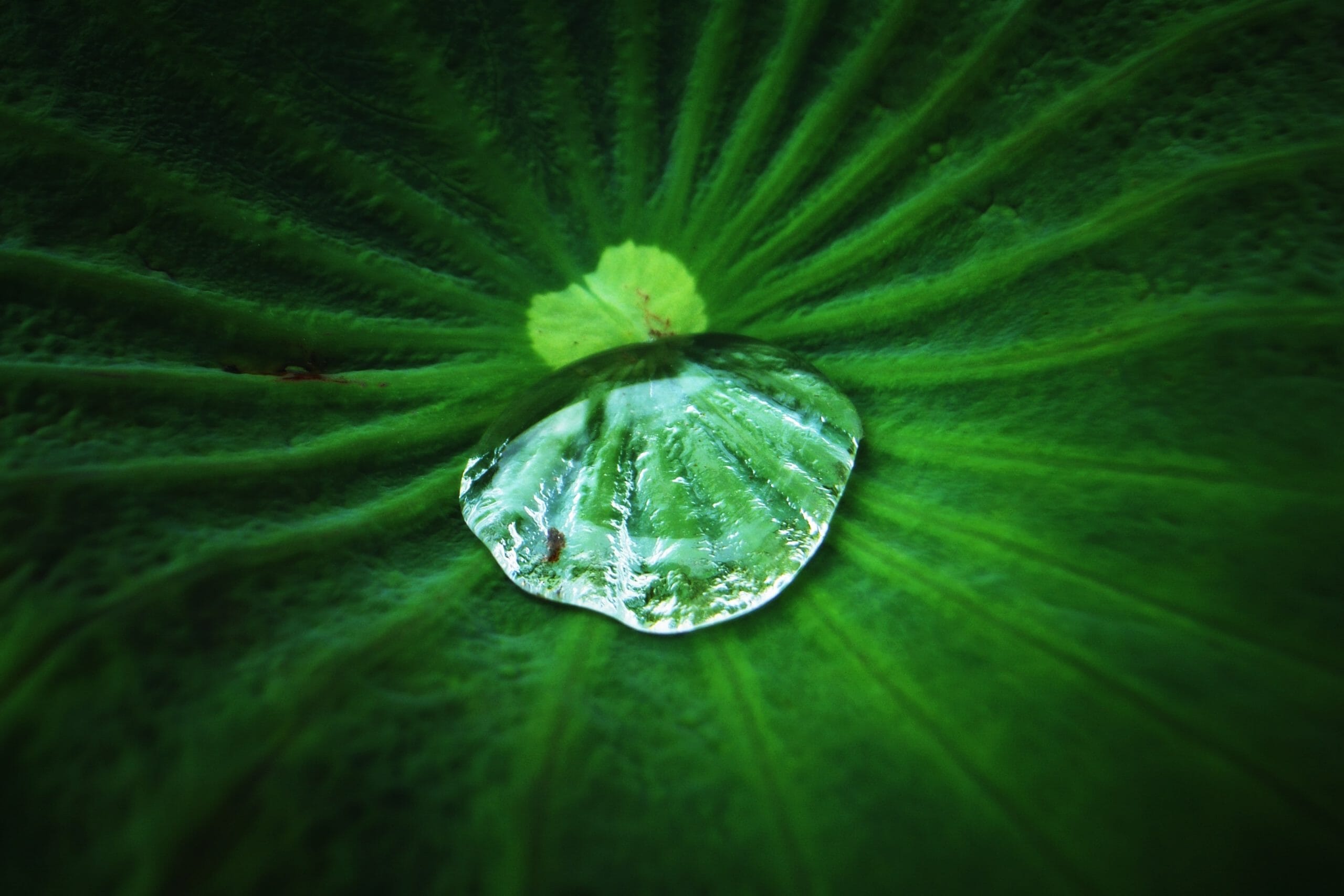 Water drop on leaf