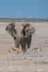 Elephant breaks up fighting impalas